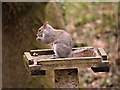 SD5714 : Squirrel on a Bird Table in Yarrow Valley Park by David Dixon