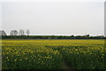 Bank opposite Croppersgorse Plantation