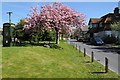 Cherry blossom in Portesham