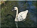 SD4314 : Trumpeter Swan, Martin Mere Wetland Centre by David Dixon