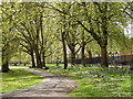 Bluebells, Deptford Park