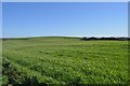 Rolling Farmlands