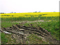 Flowering oilseed rape by Hall Green