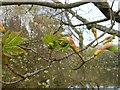 Tree Budding at Lee Dam, Lumbutts