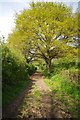 Not the Footpath to North Nook