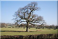 Isolated tree in farmland