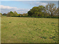 Meadow near Oak Tree Cottage, Bures St. Mary 