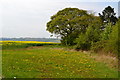 Dandelions and oilseed rape on Hardwick Hill