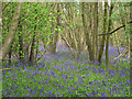 TM1931 : Bluebells in Copperas Wood by Roger Jones