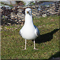 Hungry gull