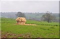 East Devon : Grassy Field