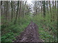 Public footpath through Redlodge Plantation