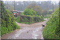 East Devon : Country Lane