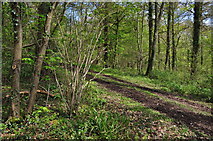SX9999 : East Devon : Ashclyst Forest by Lewis Clarke