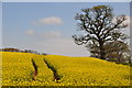 East Devon : Oil Seed Rape Field