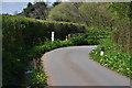 East Devon : Country Lane