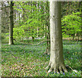 Bluebells in Great Heath Plantation