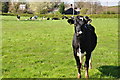 East Devon : Cattle Grazing