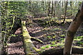 East Devon : Ashclyst Forest