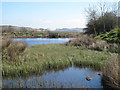 Pond at Gibbs Hill Farm