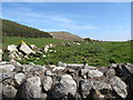 Farmland below Camlough Wood