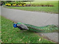 TQ8353 : Peacock at Leeds Castle by Paul Gillett