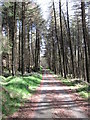 View east along the lower section of the Camlough Wood road