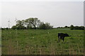 Pasture field by Main Street