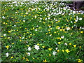 Celandines and Anemones