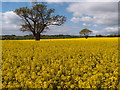 Trees in the landscape