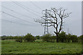 SD4726 : Power lines and a bare tree by Ian Greig