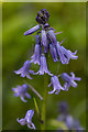 Bluebells, Myddelton House, Enfield