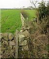 Field boundary by Otley Road