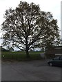 Tree by the car park for King George V playing field, Exeter