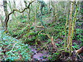 Valley with evergreen plants