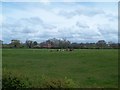 Cattle Grazing at Sutton Heath