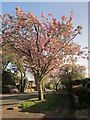 Cherry tree, Barton Road, Torquay