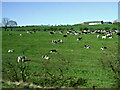 Cattle near Yesket Farm