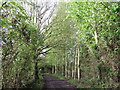 Footpath along old railway line, Ram Hill