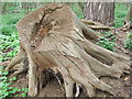 TM2942 : Tree Stump by Keith Evans