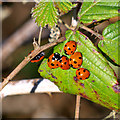 Ladybirds, Bangor