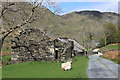 Sheep grazing near Bryn-Hyfryd