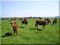 Cows on Stancombe Down