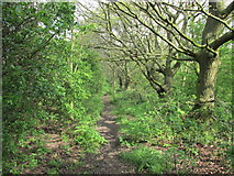 SE4006 : A tree lined path leading to Storrs wood. by steven ruffles