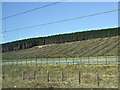 Deforestation by the A74(M)