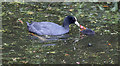 TQ3296 : Coot Family, New River Loop, Enfield by Christine Matthews