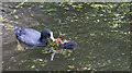 TQ3296 : Coot Family, New River Loop, Enfield by Christine Matthews