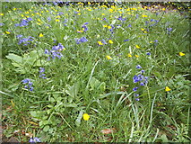 TQ1873 : Bluebells and buttercups by Pembroke Lodge by David Howard