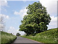 Roadside Horse Chestnut trees in bloom