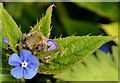 Small blue flower, Comber Greenway, Belfast - April 2014(1)